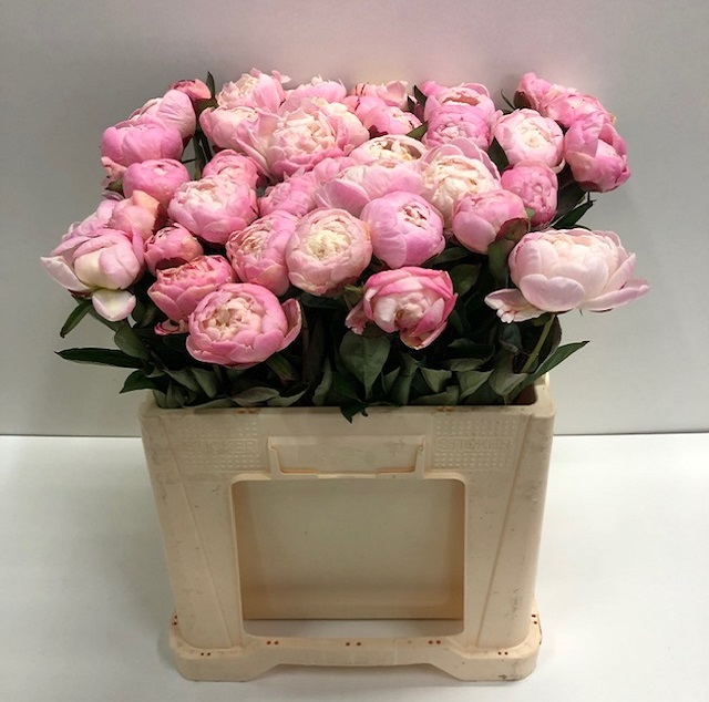 Paeonia gardenia.jpg